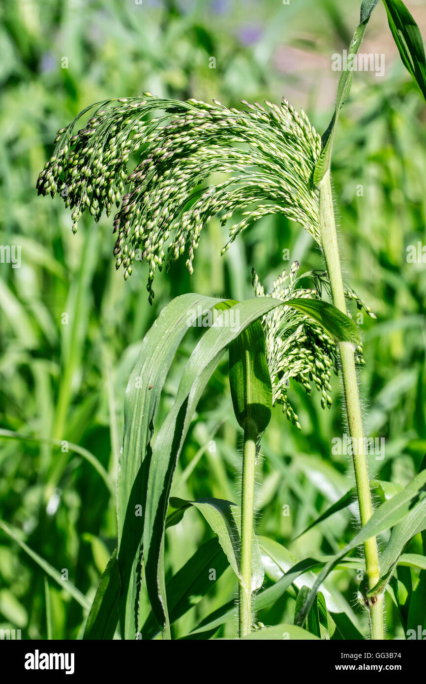 Proso millet / broomcorn millet / common millet / broomtail millet (Panicum miliaceum) in summer Stock Photo