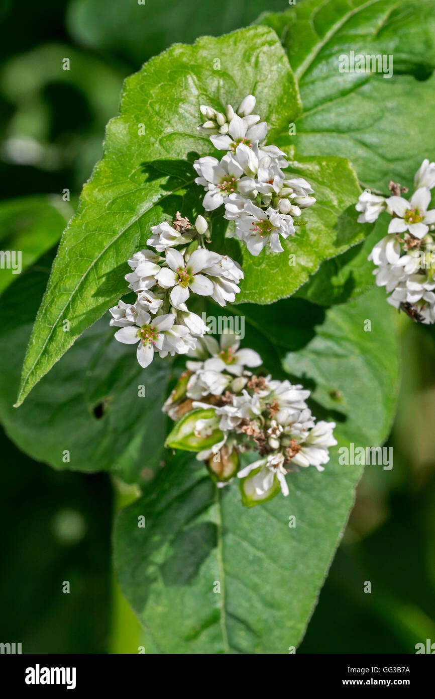 Buckwheat flowers hires stock photography and images Alamy