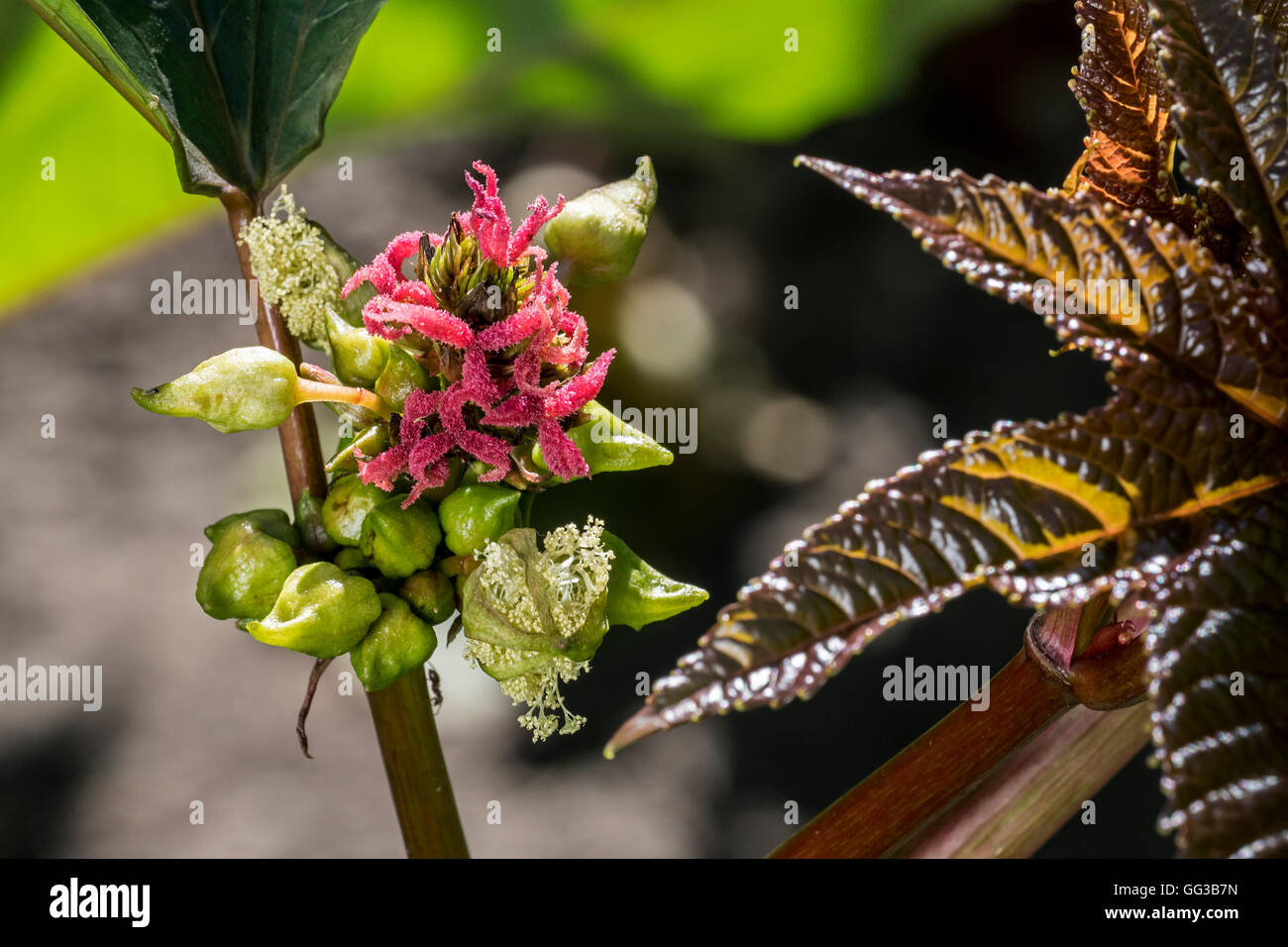Female flowers of castorbean / castor-oil-plant (Ricinus communis) indigenous to the Mediterranean, Eastern Africa and India Stock Photo
