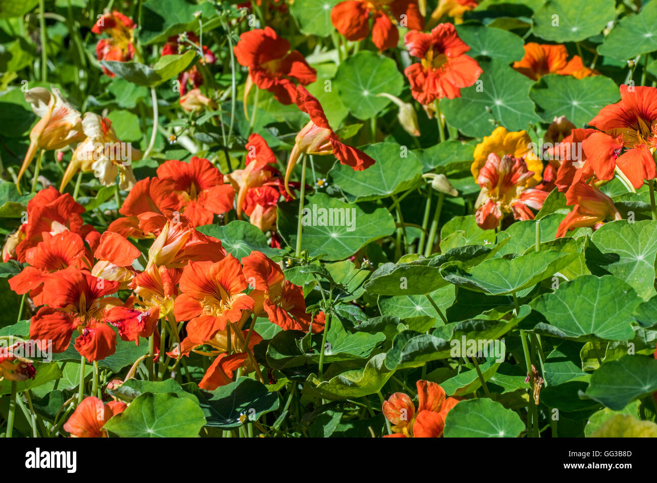 Garden nasturtium / Indian cress/ monks cress (Tropaeolum majus) in flower, native to the Andes from Bolivia north to Colombia Stock Photo