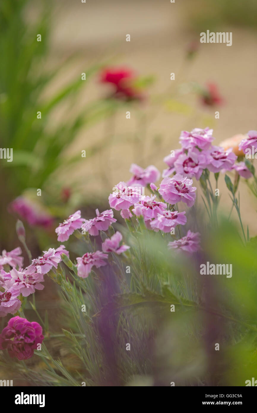 PInk Carnation flowers. Stock Photo