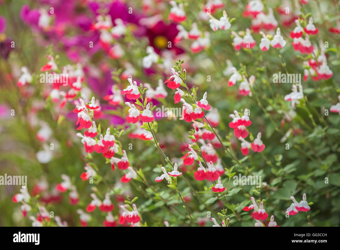 Red and white Salvia flower. Stock Photo