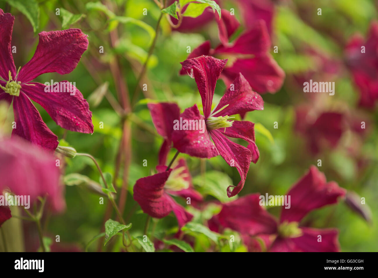 Burgundy coloured Clematis. Stock Photo