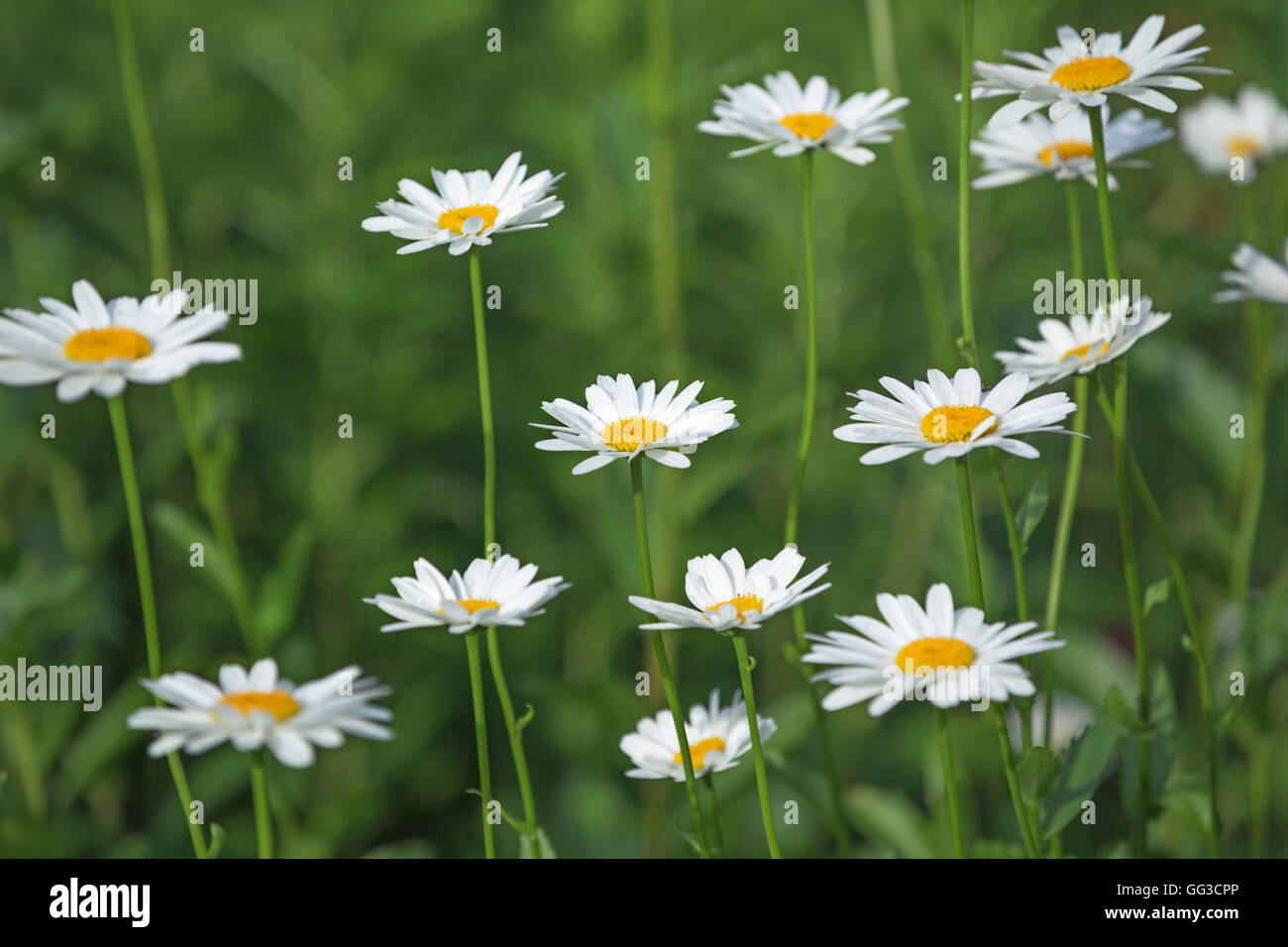 White Shasta daisy flowers Leucanthemum superbum Stock Photo