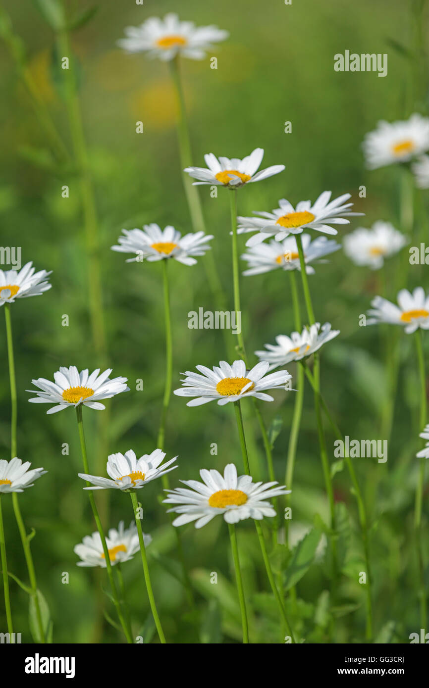 White Shasta daisy flowers Leucanthemum superbum Stock Photo