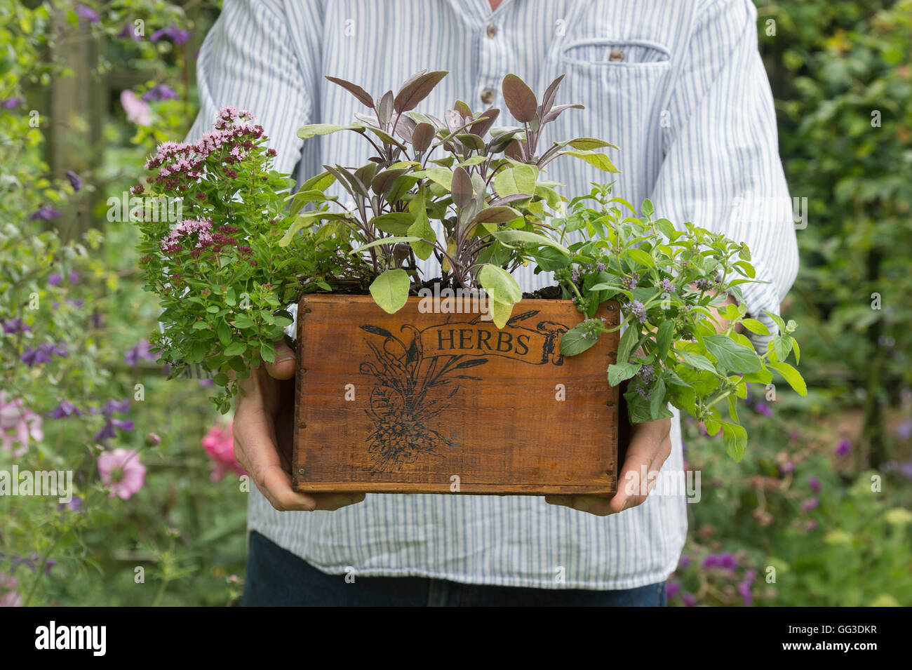 Gardener holding a wooden herb planter containing banana mint, purple sage and compact marjoram Stock Photo