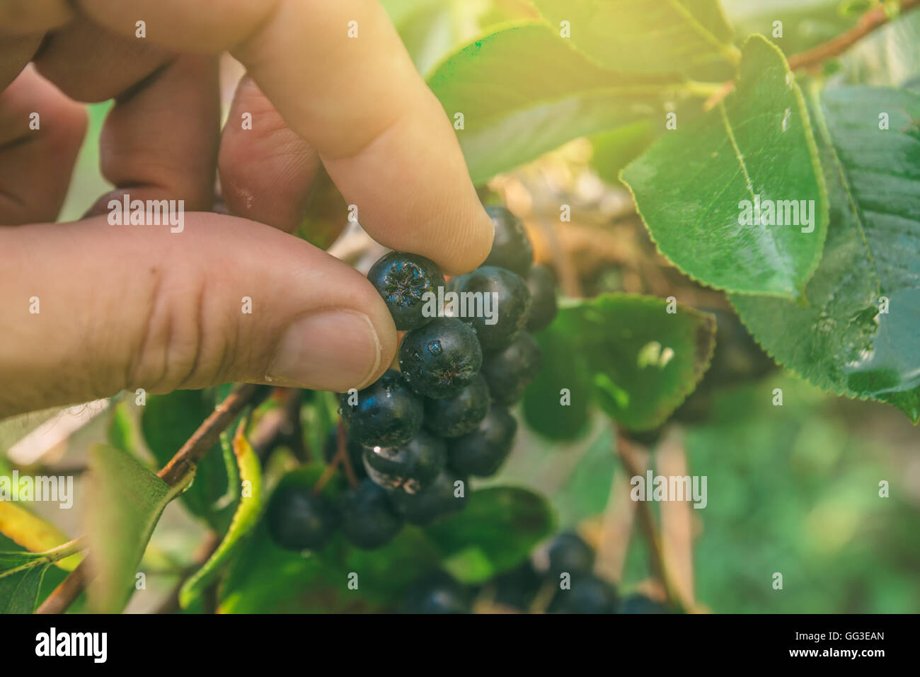 Hand picking ripe aronia berry fruit from the branch, selective focus Stock Photo