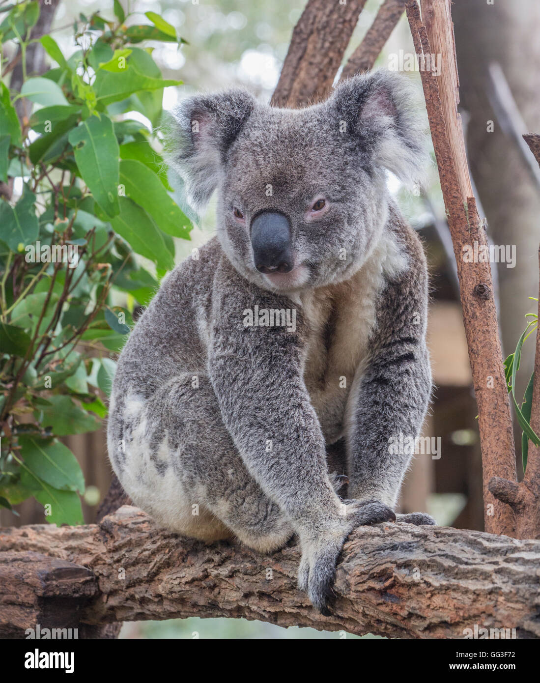 Koala, Phascolarctos cinereus. The animal is popularly called a koala