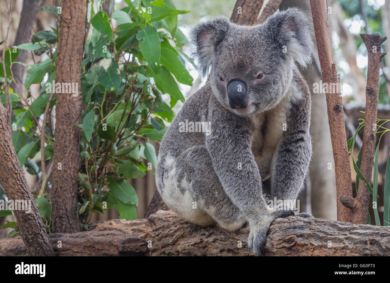 Koala, Phascolarctos cinereus. The animal is popularly called a koala