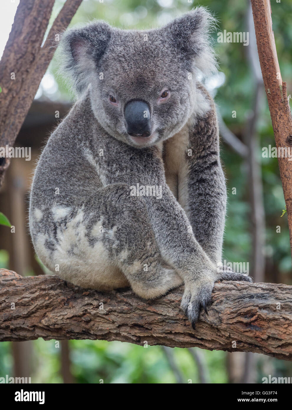 Koala, Phascolarctos cinereus. The animal is popularly called a koala