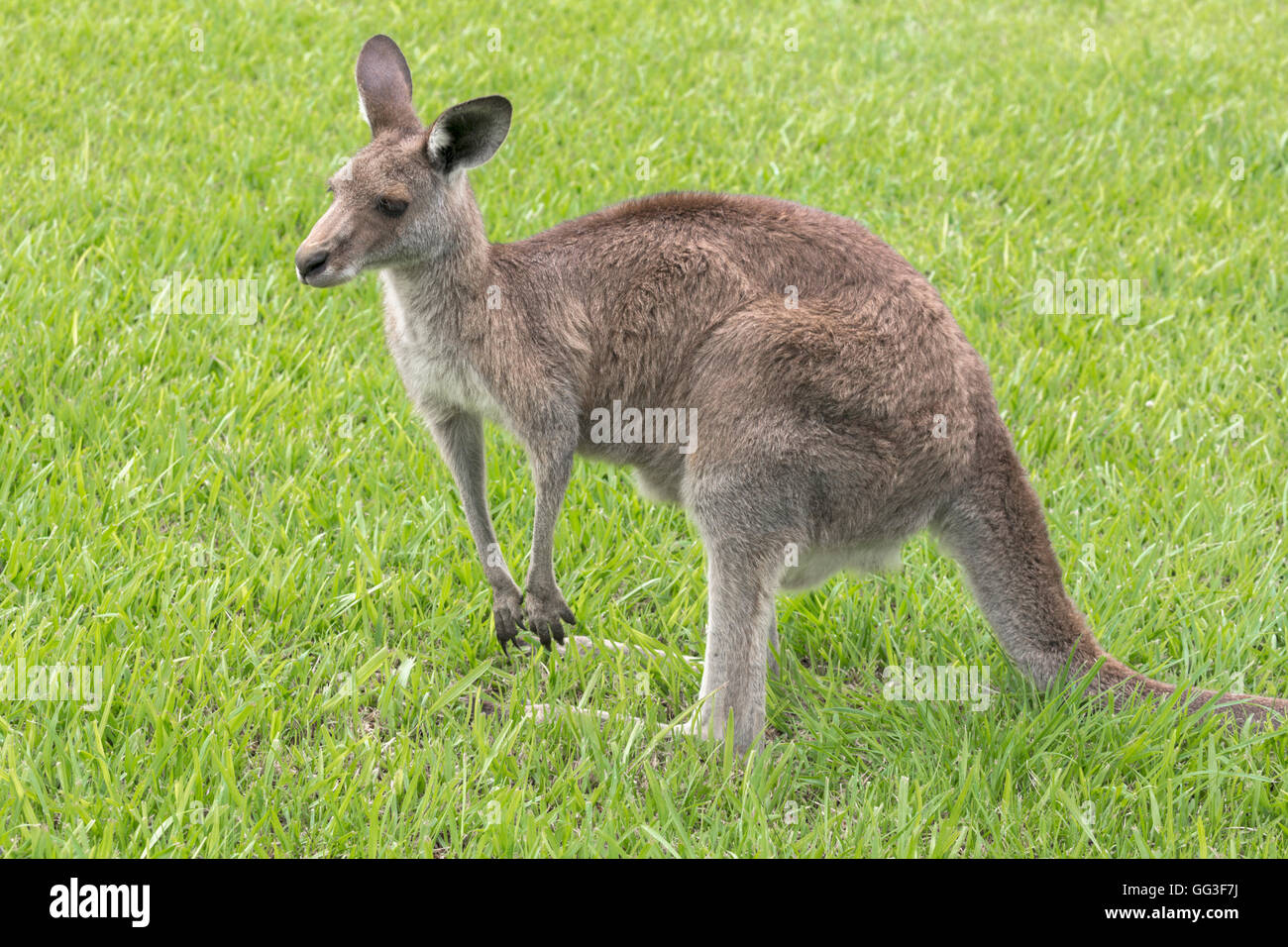 Eastern Grey kangaroo, Macropus giganteus, photographed in a semi-urban setting, southern Queensland, Australia. Stock Photo