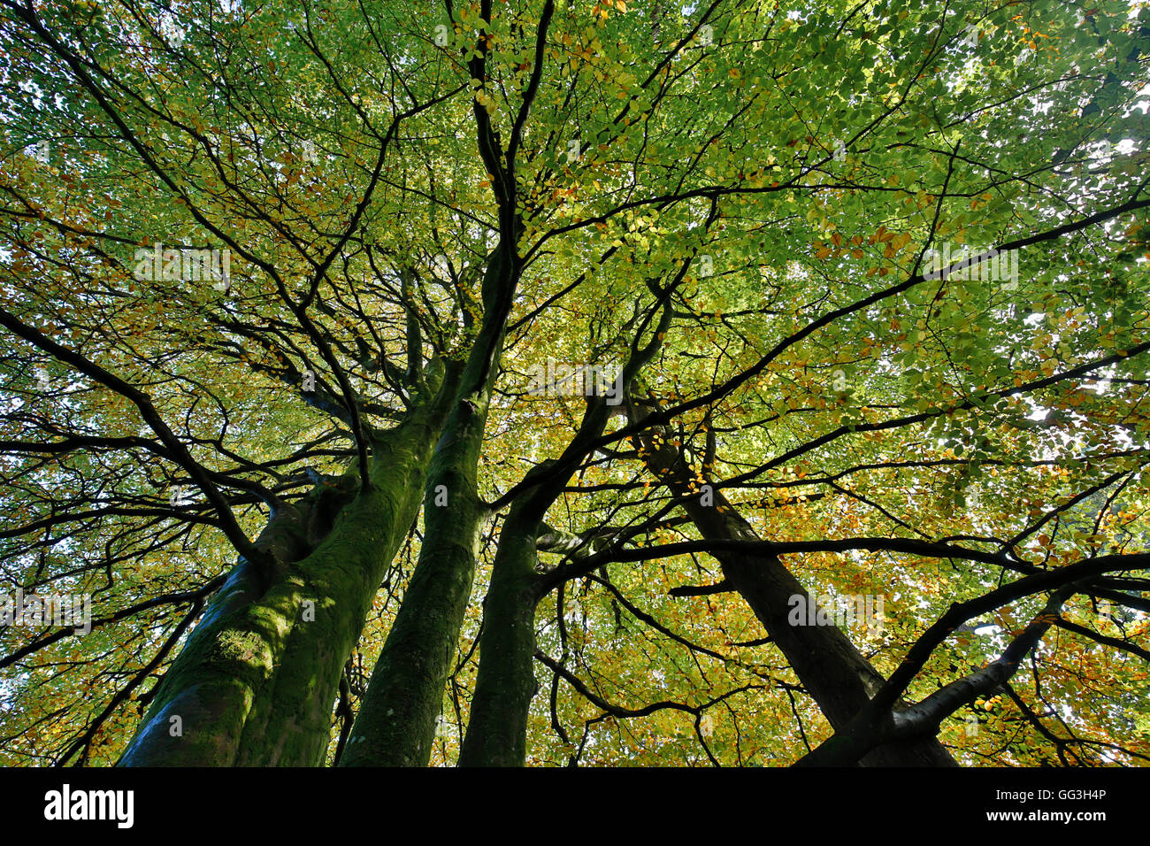 Beech Trees; Godolphin Woods; Autumn; Cornwall; UK Stock Photo