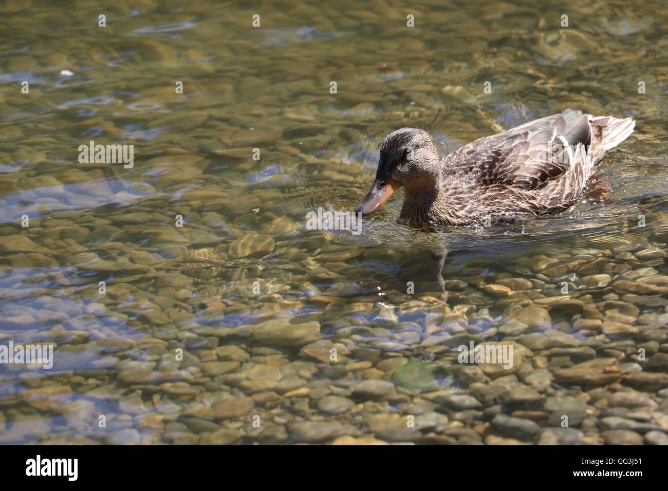 duck in a pound Stock Photo Alamy