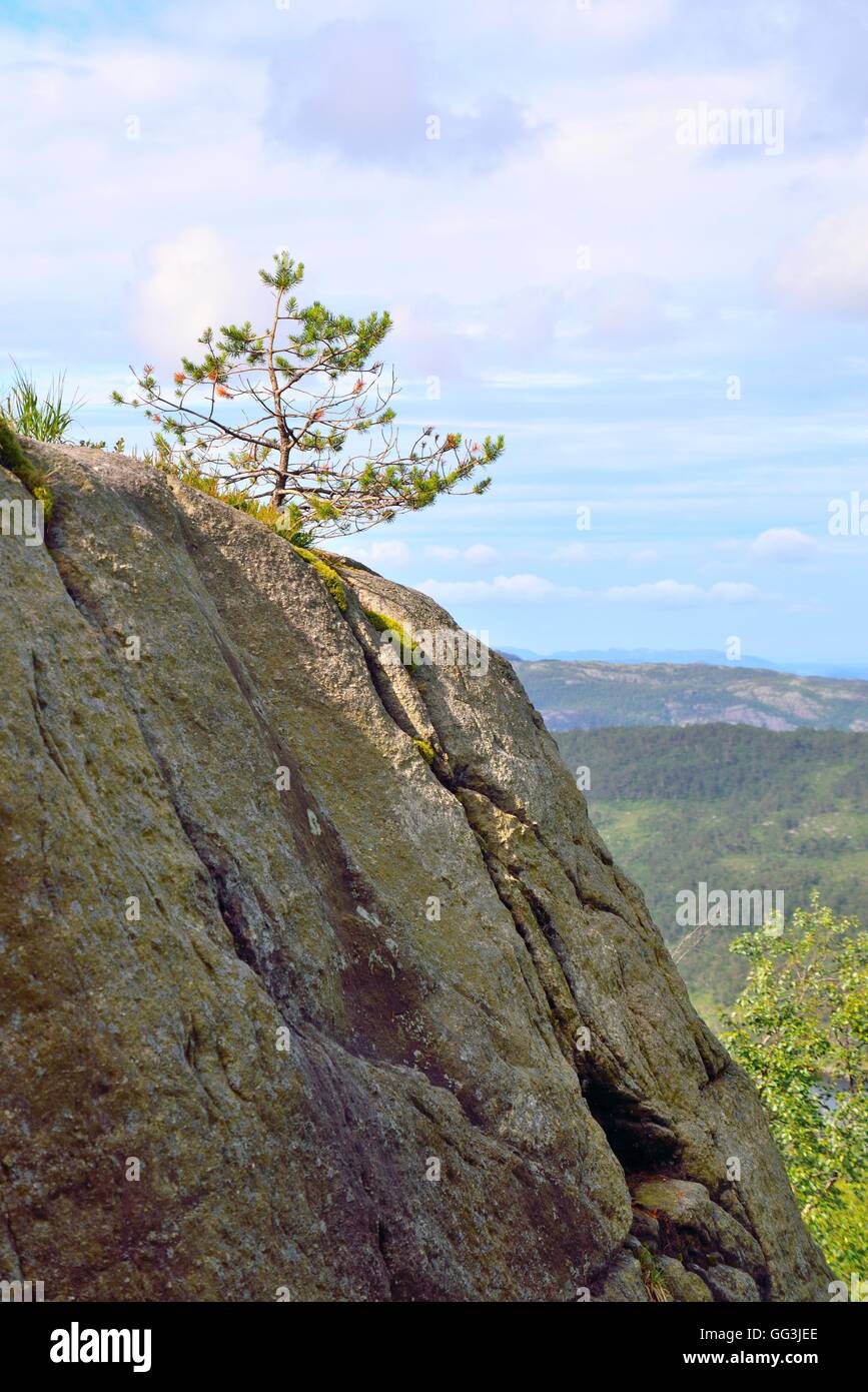 Small lone pine tree on a rocky cliff in Norway. Stock Photo