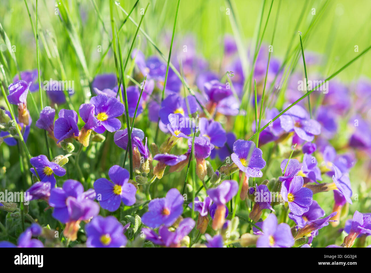 Multitude Aubrieta small blue flowers in grass on sunny alpine mountain glade with dew drops Stock Photo