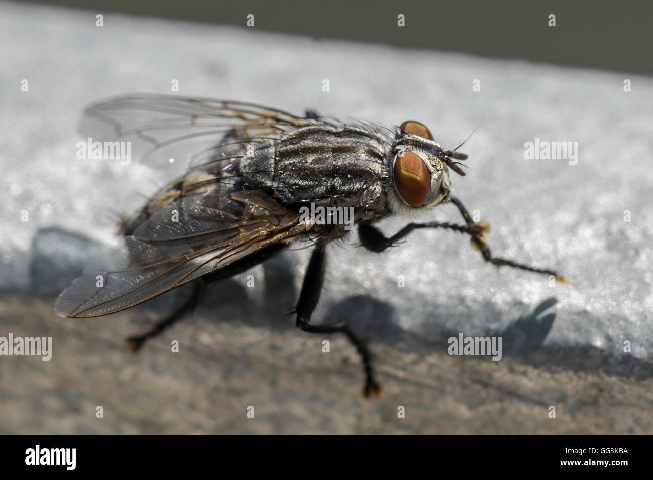 Closeup of a big fly at a sunny day outdoor Stock Photo