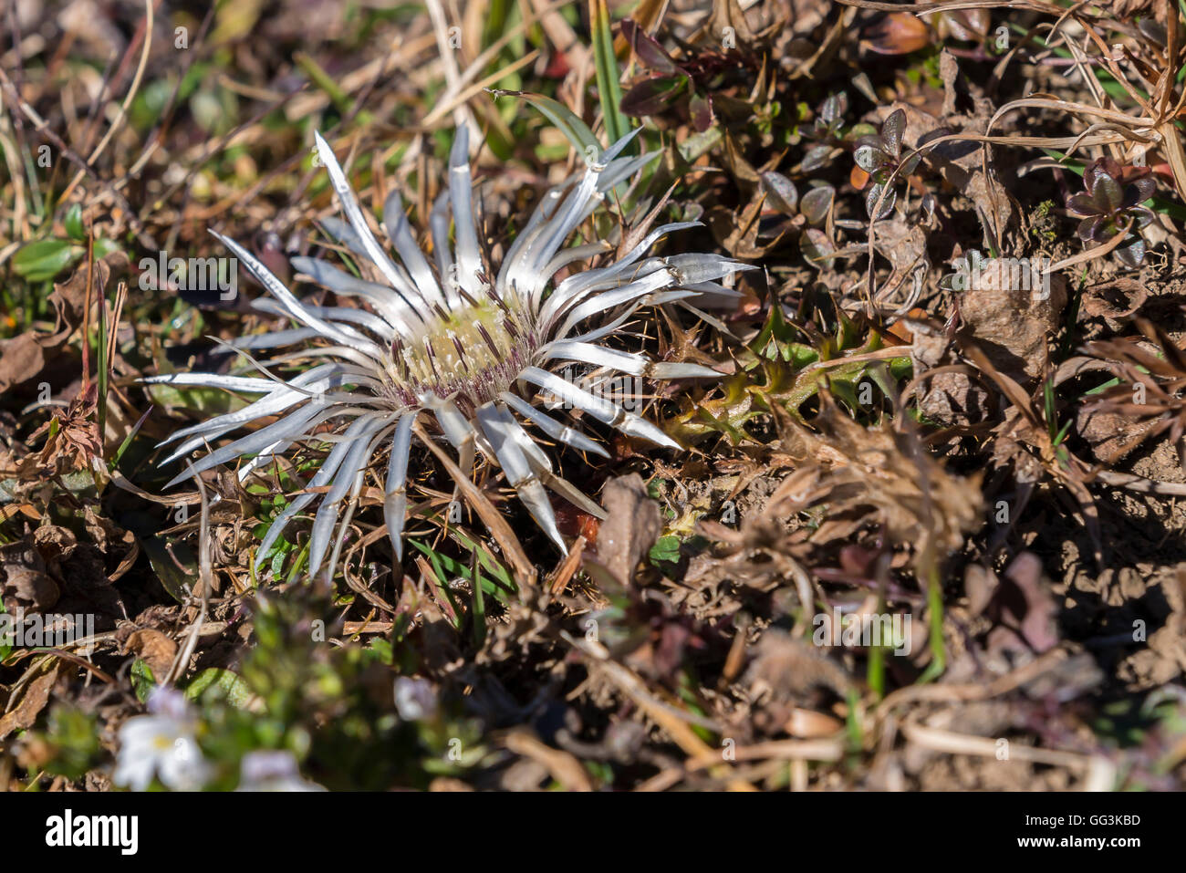 Carline thistle in the alps at a sunny day Stock Photo