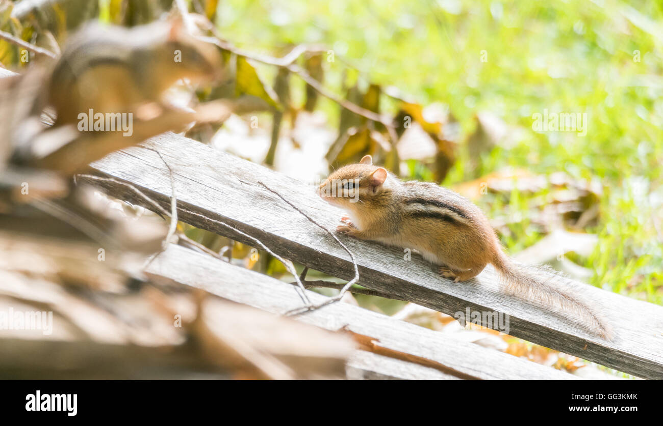 Chipmunks (tamias) sit atop of wood pile in sunlight,pauses to survey his summer surroundings.  Keeps an eye on another. Stock Photo