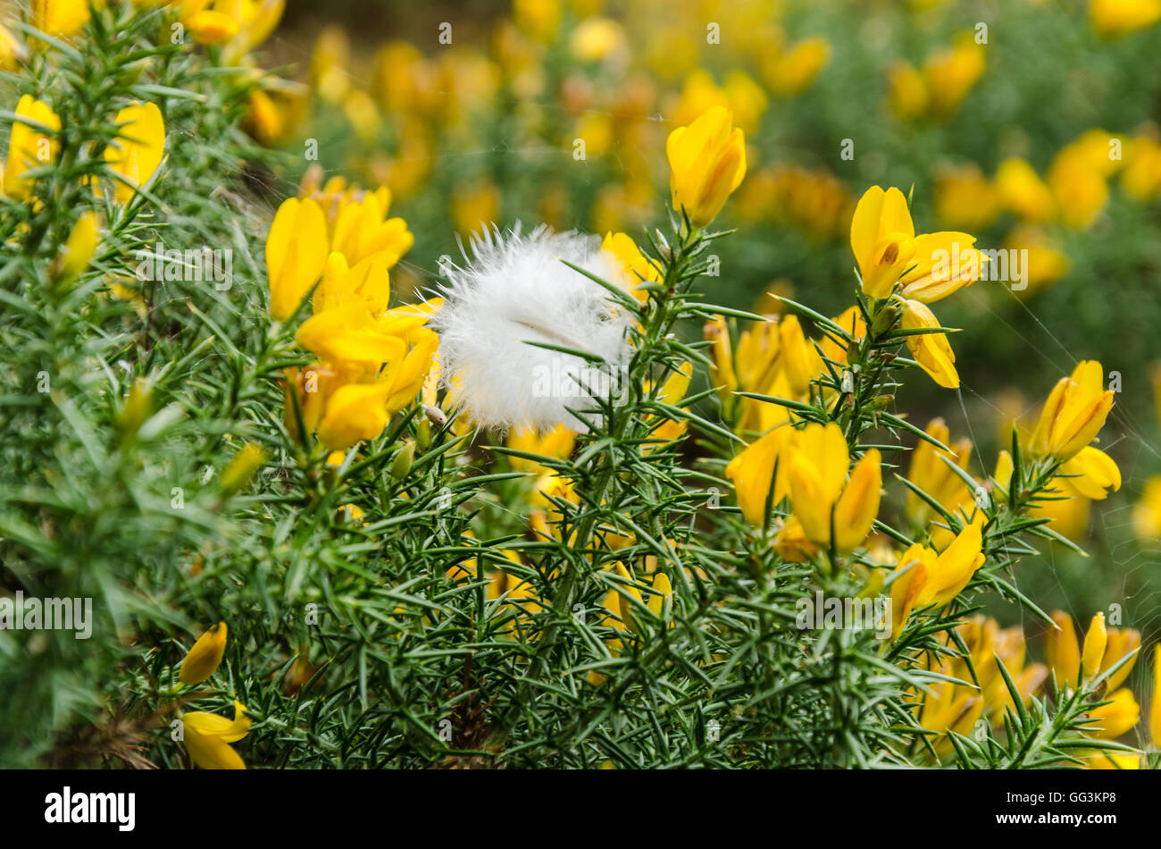 A white feather is stuck in yellow flowering gorse. Stock Photo