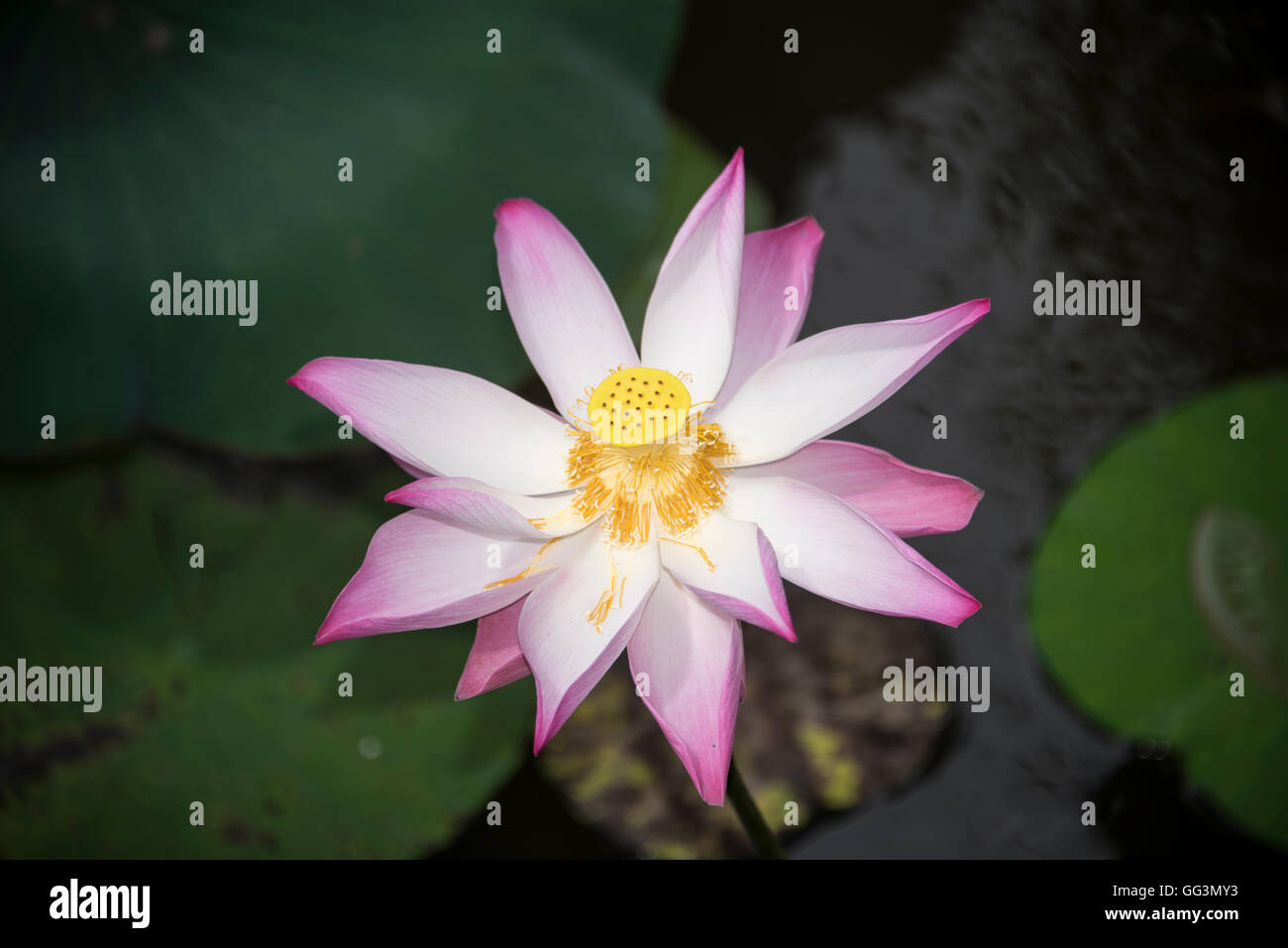 Lotus blossom / flower, Cambodia Stock Photo Alamy