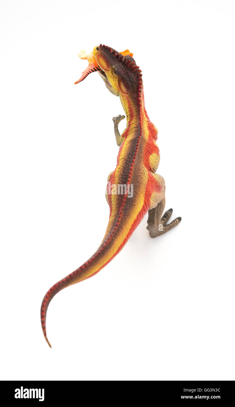 top view Giganotosaurus catching a small dinosaur toy on white background Stock Photo