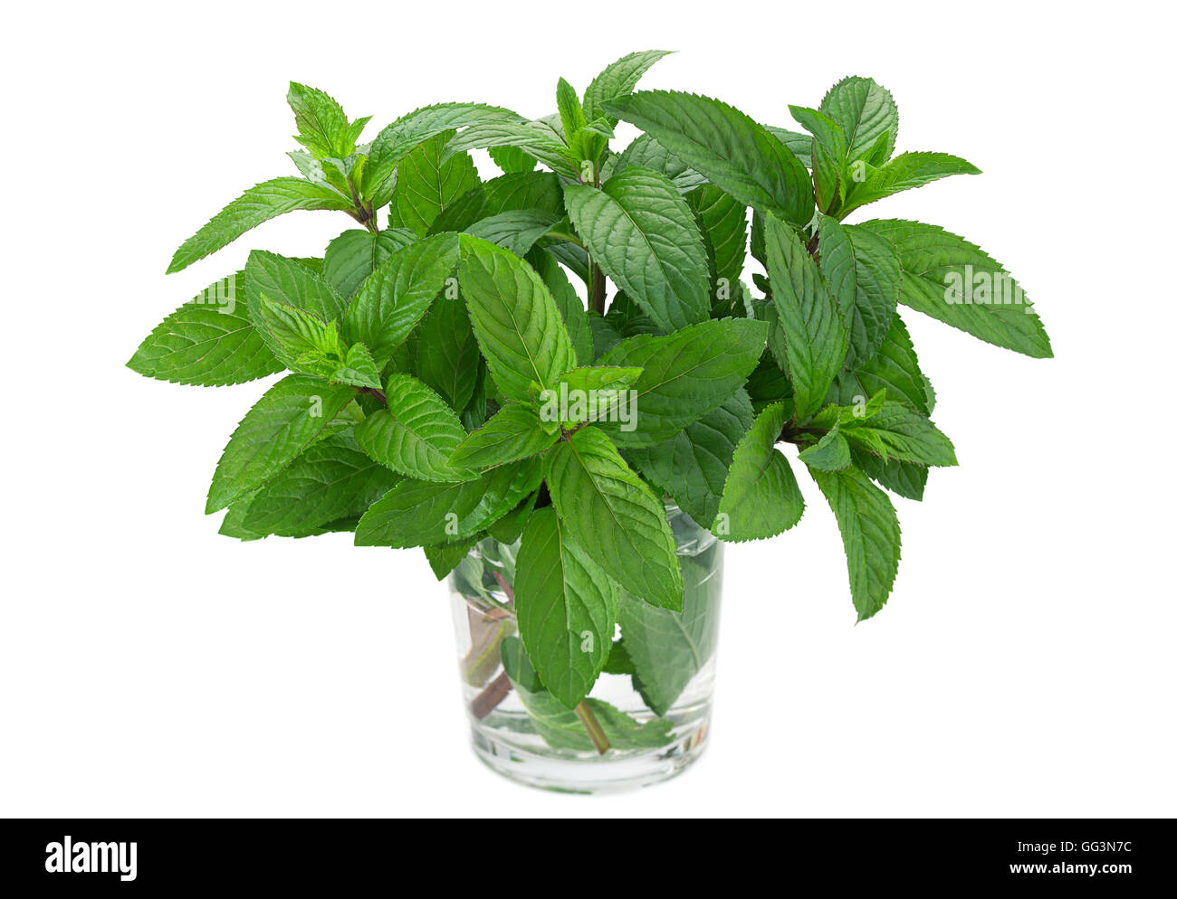 Peppermint leaf closeup isolated on white background Stock Photo