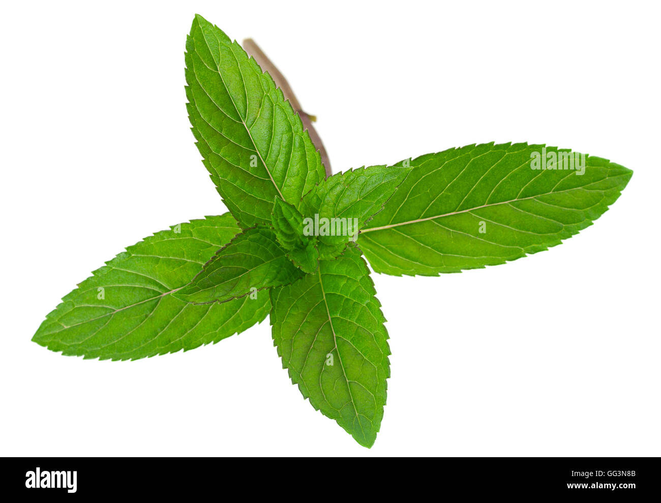 Peppermint leaf closeup isolated on white background Stock Photo Alamy