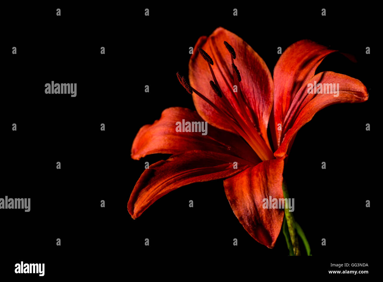 Red and orange daylily on a black background Stock Photo