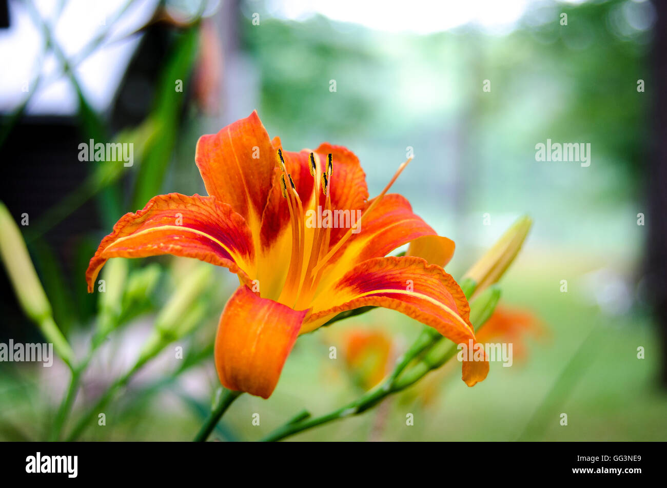 Tiger lily flower in full fiery orange bloom with stamen on a late