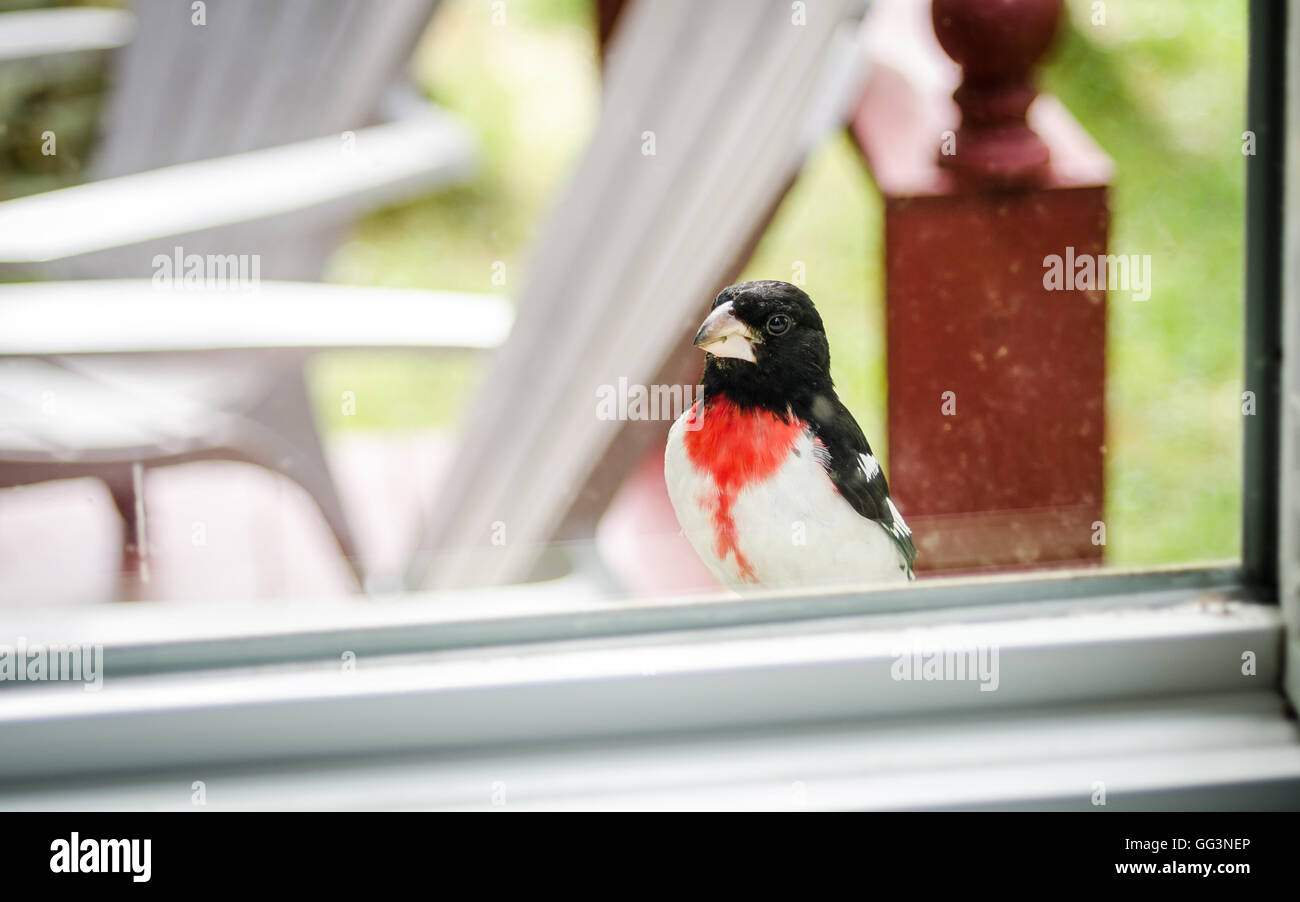 Rose Red Breasted Grosbeak - Pheucticus ludovicianus - looks into my house through the window. Stock Photo