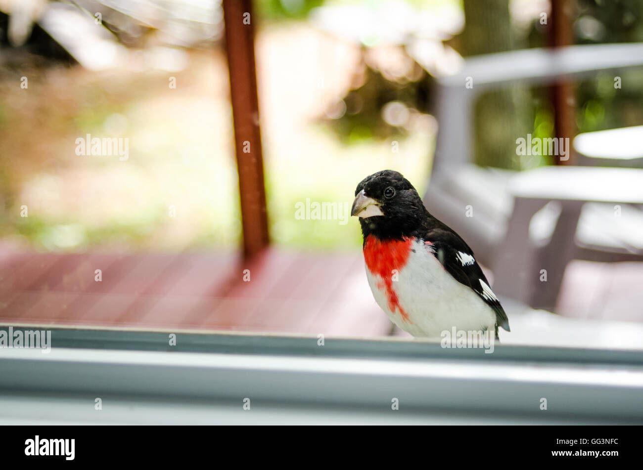 Rose Red Breasted Grosbeak - Pheucticus ludovicianus - looks into my house through the window. Stock Photo