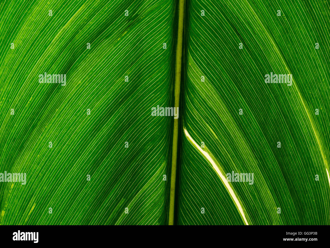 very rough view of a achira leaf Stock Photo