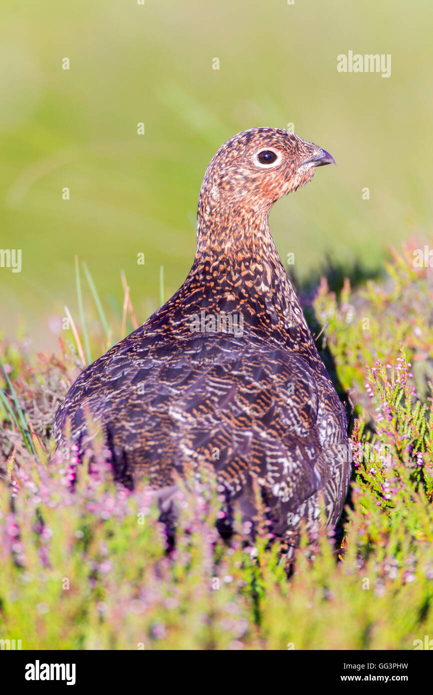 Blue grouse watching hires stock photography and images Alamy