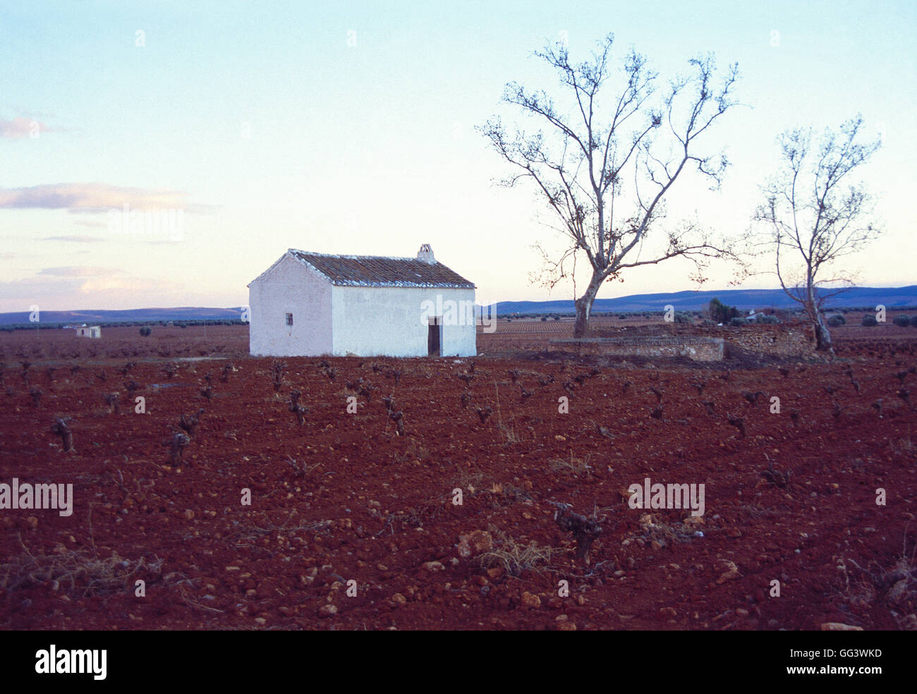 Shed and vineyard. Ciudad Real province, Castilla La Mancha, Spain. Stock Photo