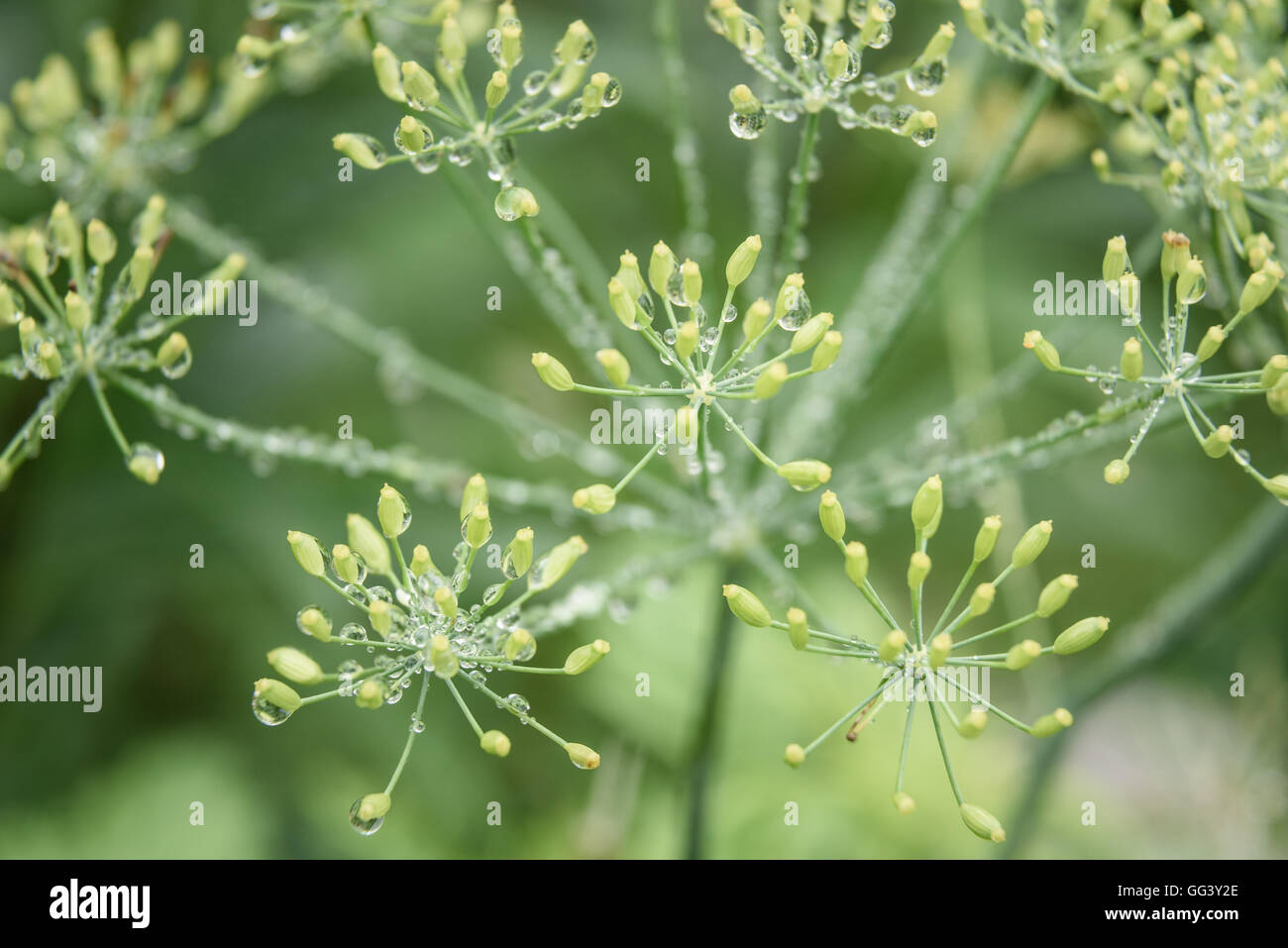 dill in garden covered with droplets after a rain Stock Photo
