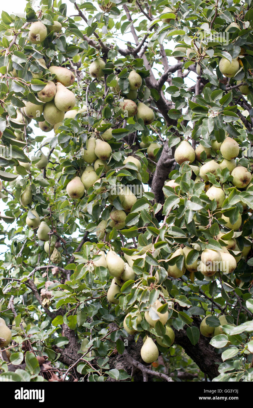 Part of pear tree with lot of fruits Stock Photo