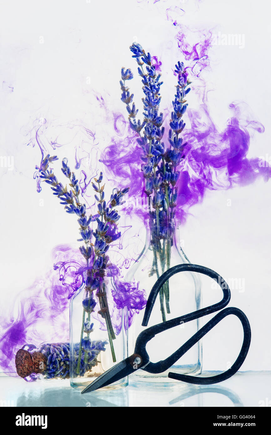 Scent of lavender Stock Photo