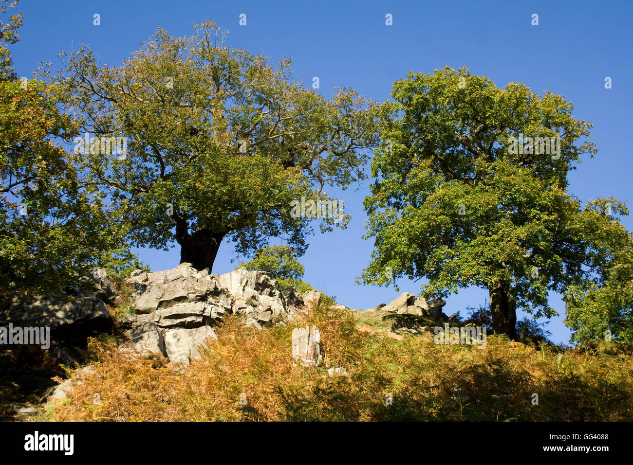 Oak trees in Bradgate park Leicestershire UK Stock Photo - Alamy