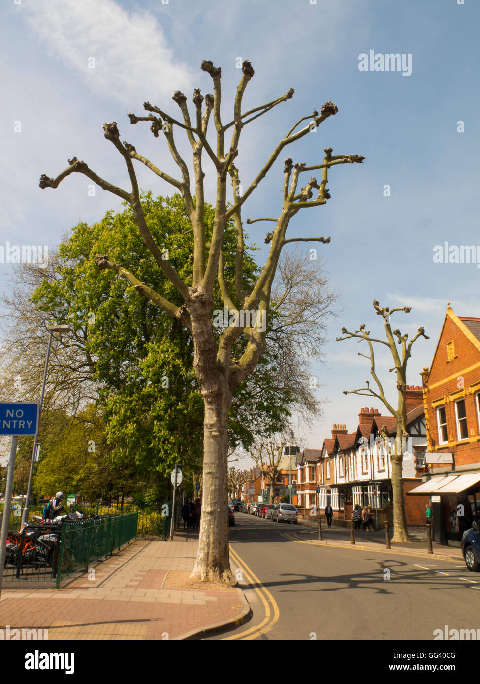 Pollarded plane hires stock photography and images Alamy