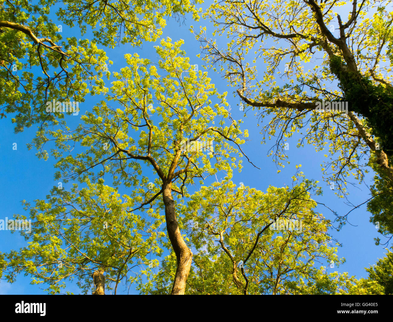 Oak tree canopy Stock Photo Alamy