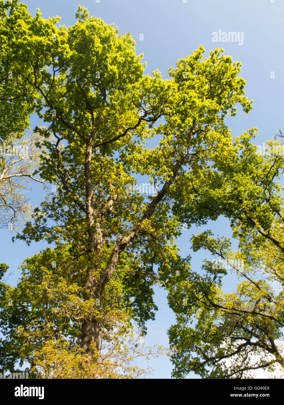 Oak tree canopy hires stock photography and images Alamy