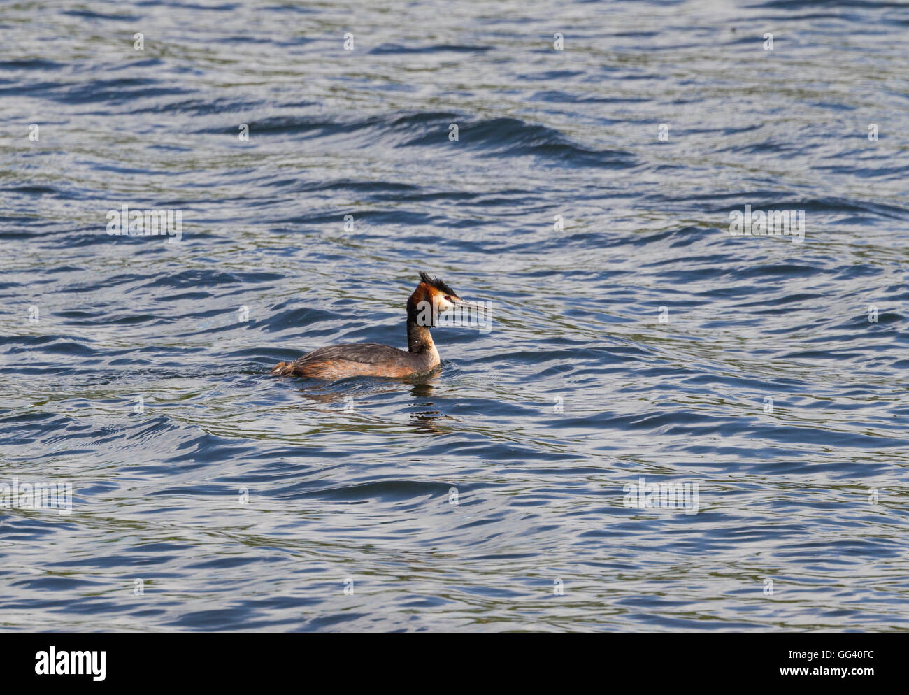 Great Crested Grebe on the water at Earlswood Lakes, Local Nature Reserve, Redhill, Surrey Stock Photo