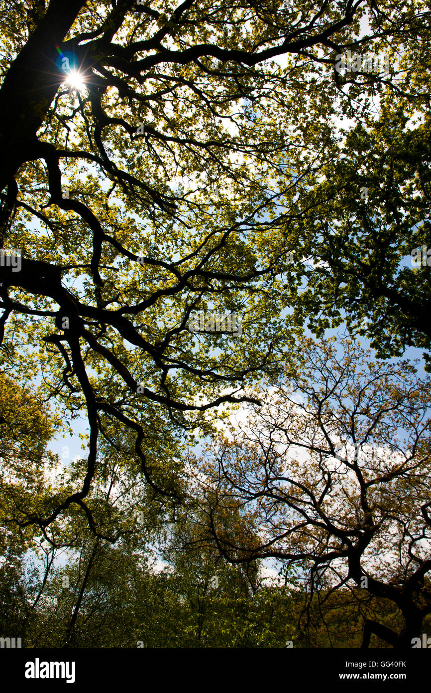 Canopy woodland hi-res stock photography and images - Alamy