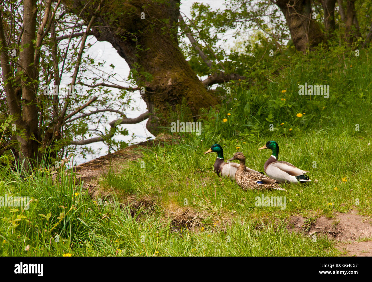 Mallard duck Stock Photo