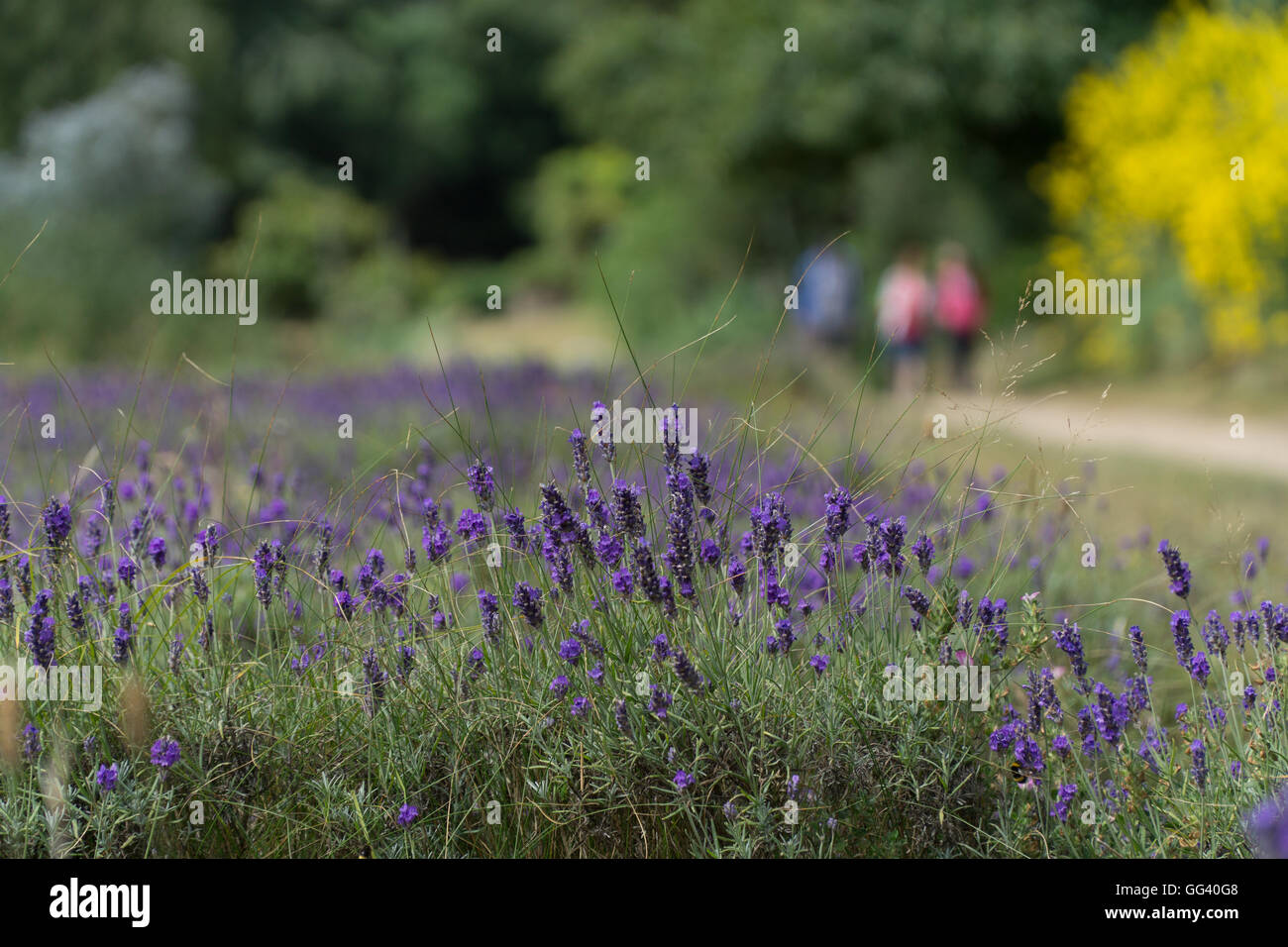 Jersey channel island fields hi-res stock photography and images - Alamy