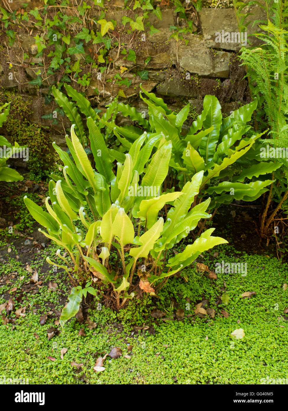 hart's tongue fern Asplenium scolopendrium Stock Photo