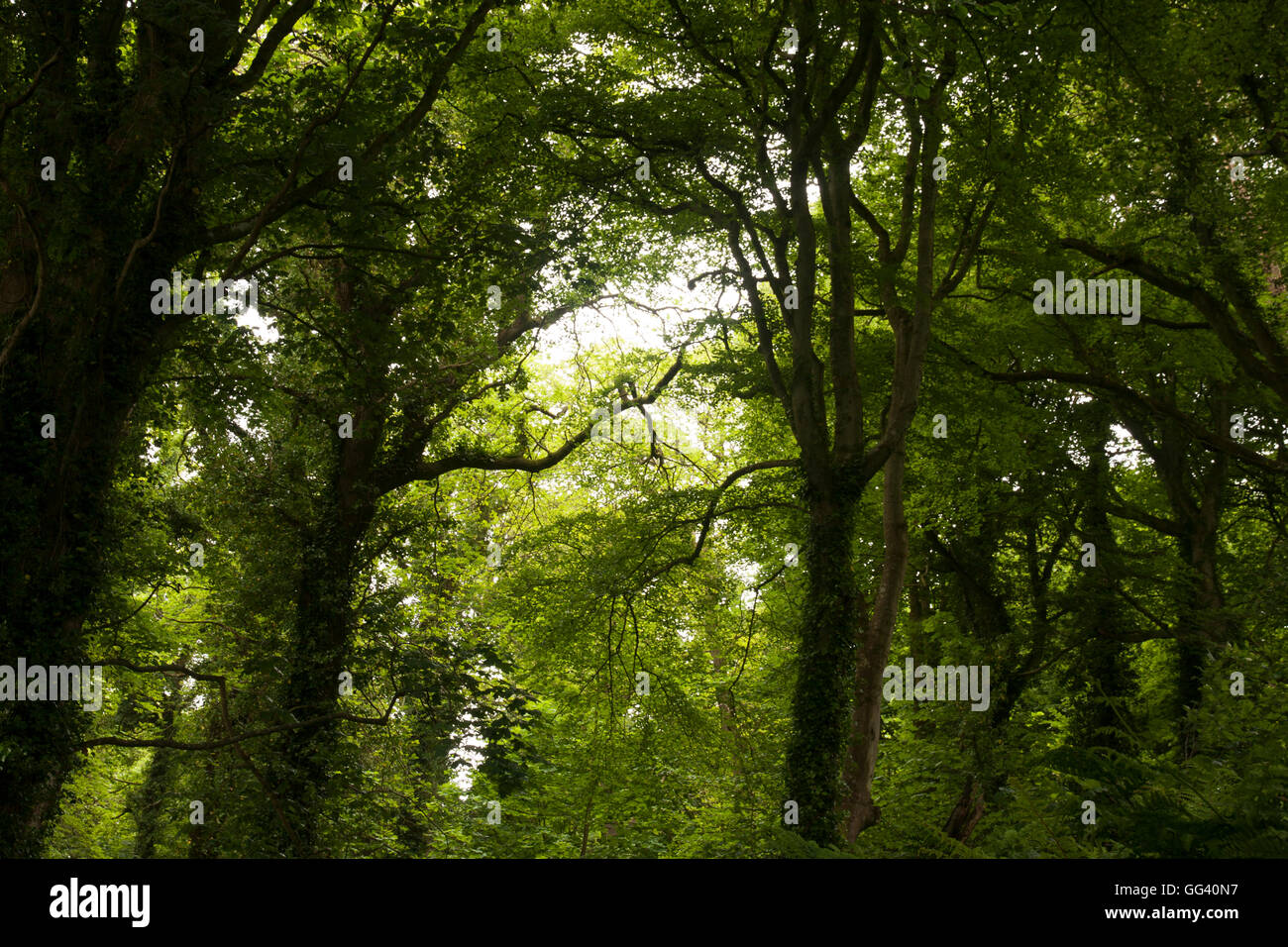 Tree tops at Castlewellan Forest Park County Down Northern Ireland Stock Photo