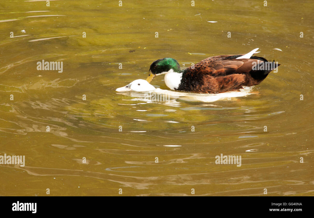 Mallard duck Stock Photo
