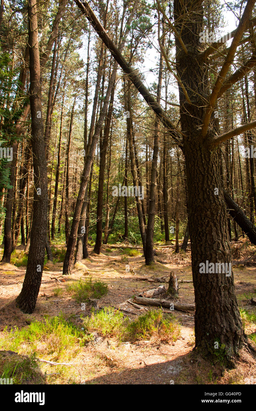 Castlewellan Forest Park County Down Stock Photo