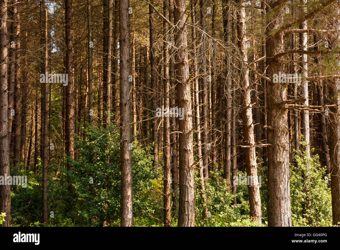 Castlewellan Forest Park County Down Stock Photo